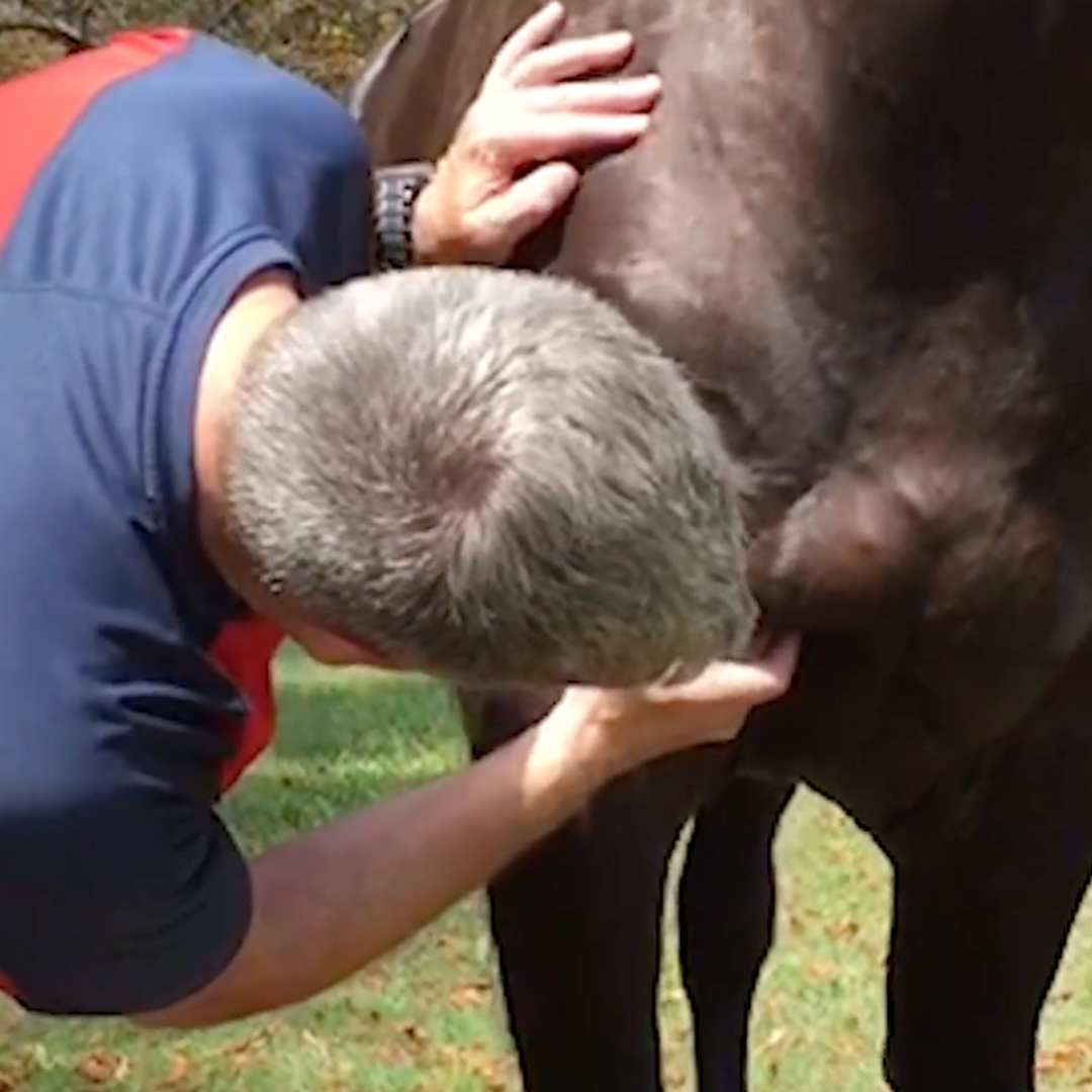 Trigger Point Therapy for Horses  - NAT Certification Course - 4 CE Hours