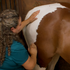 Equine Massage - Horse Massage and Stretching - 5 CE Hours