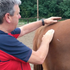 Trigger Point Therapy for Horses  - NAT Certification Course - 4 CE Hours