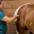 Equine Massage - Horse Massage and Stretching - 5 CE Hours