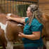 Equine Massage - Horse Massage and Stretching - 5 CE Hours