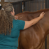 Equine Massage - Horse Massage and Stretching - 5 CE Hours