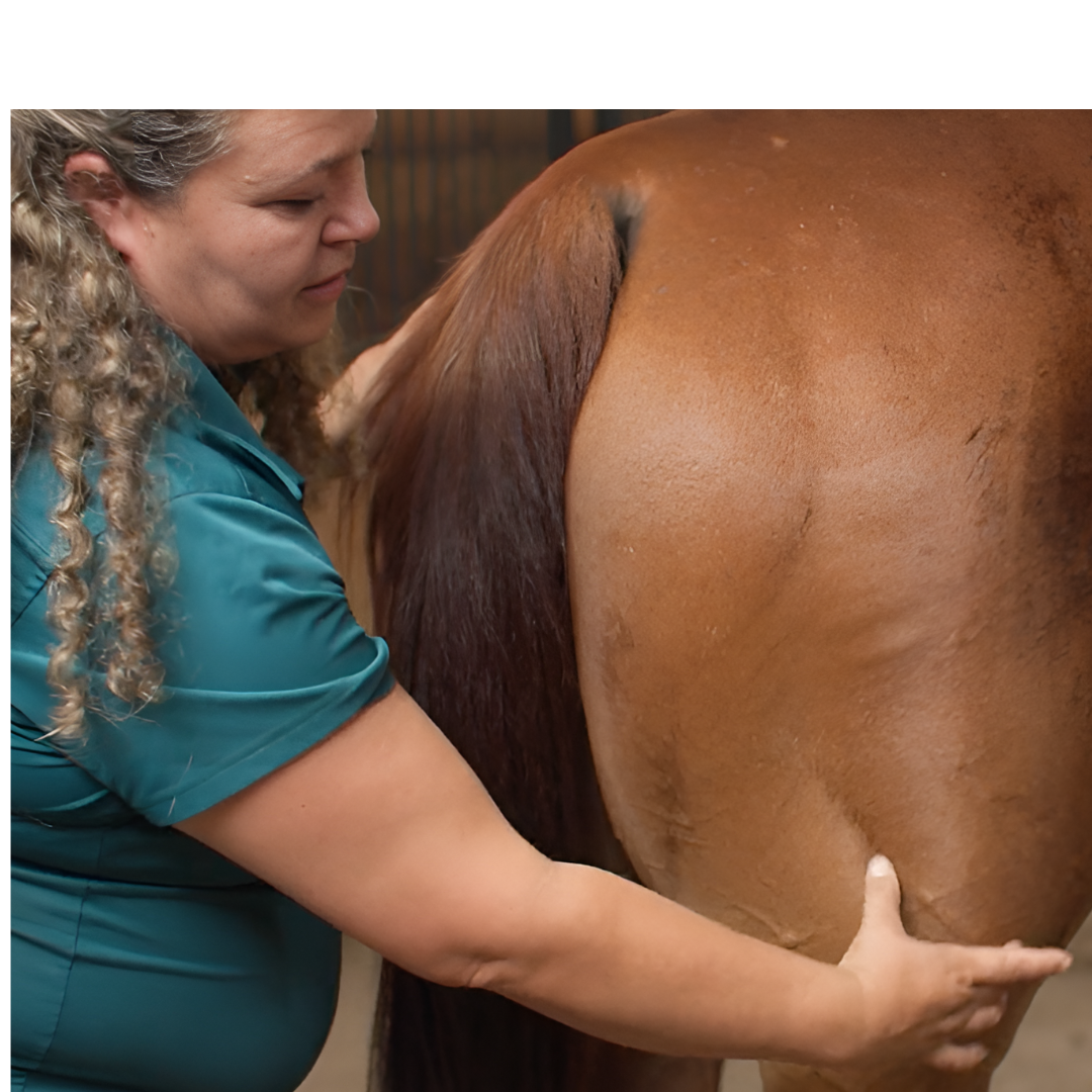 Equine Massage - Horse Massage and Stretching - 5 CE Hours