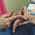 Detailed Hand Massage - 7 CE Hours