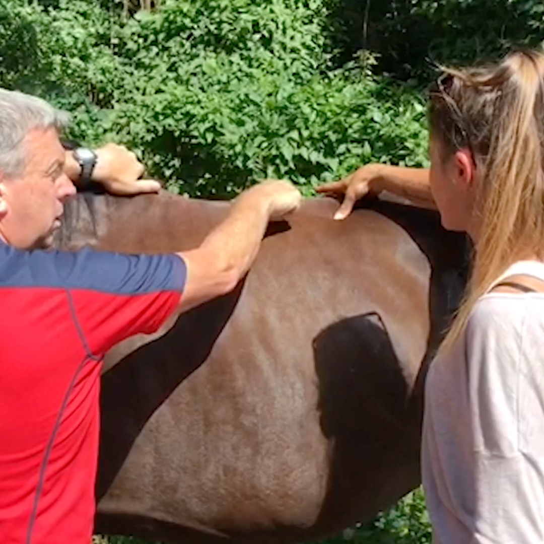 Trigger Point Therapy for Horses  - NAT Certification Course - 4 CE Hours