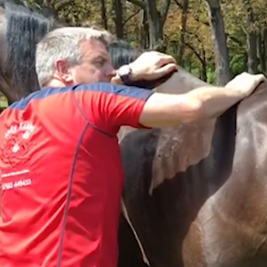 Trigger Point Therapy for Horses  - NAT Certification Course - 4 CE Hours