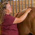 Equine Massage - Horse Massage and Stretching - 5 CE Hours