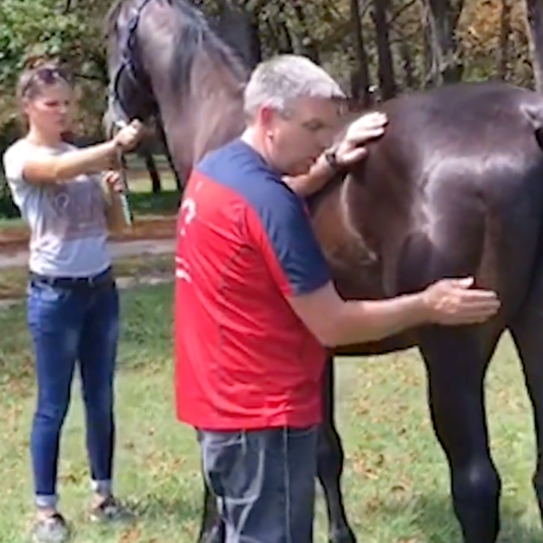 Trigger Point Therapy for Horses  - NAT Certification Course - 4 CE Hours