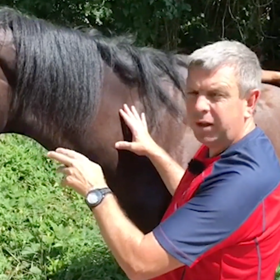 Trigger Point Therapy for Horses  - NAT Certification Course - 4 CE Hours