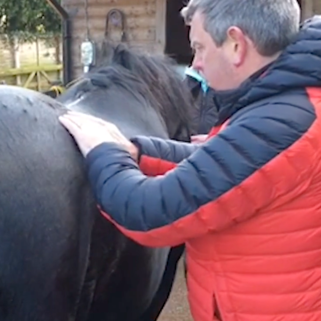 Trigger Point Therapy for Horses  - NAT Certification Course - 4 CE Hours