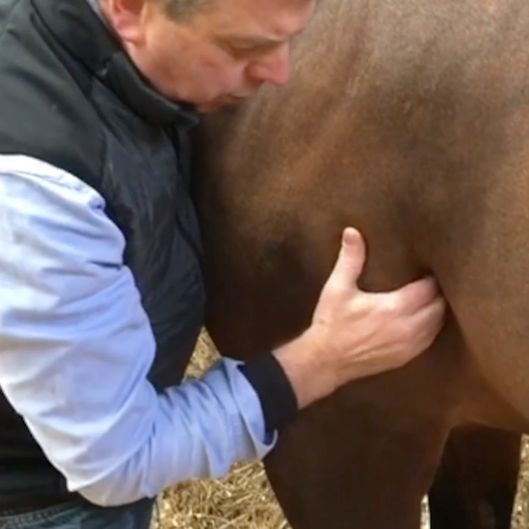 Trigger Point Therapy for Horses  - NAT Certification Course - 4 CE Hours