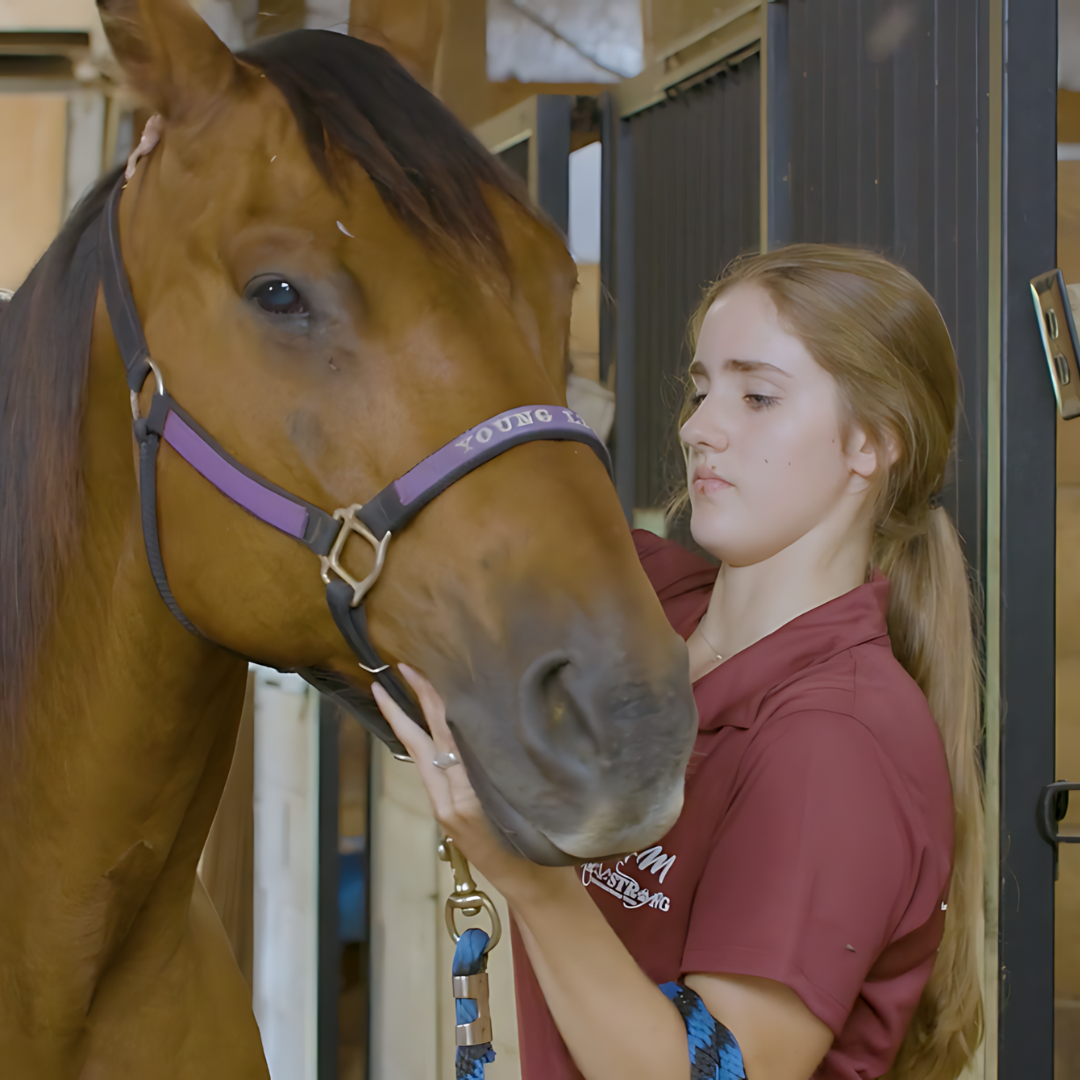 Equine Massage - Horse Massage and Stretching - 5 CE Hours