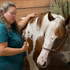 Equine Massage - Horse Massage and Stretching - 5 CE Hours