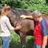 Trigger Point Therapy for Horses  - NAT Certification Course - 4 CE Hours